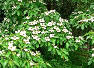 A Cornus capitata 'Himalayan' Dogwood bush, with abundant green leaves and many small white flowers, grows in an outdoor natural setting.