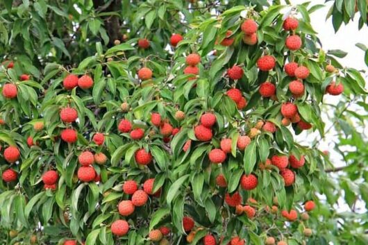A tree laden with numerous bright red lychee fruits amidst green foliage, reminiscent of a Cornus capitata 'Himalayan' Dogwood in bloom.