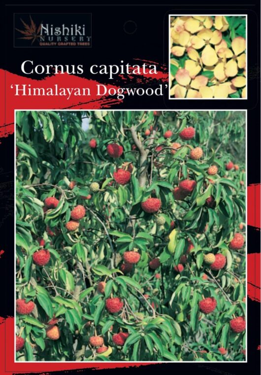 Image of a Nishiki Nursery catalog showcasing "Cornus capitata 'Himalayan' Dogwood" with pictures of the plant bearing red fruit and yellow flowers.