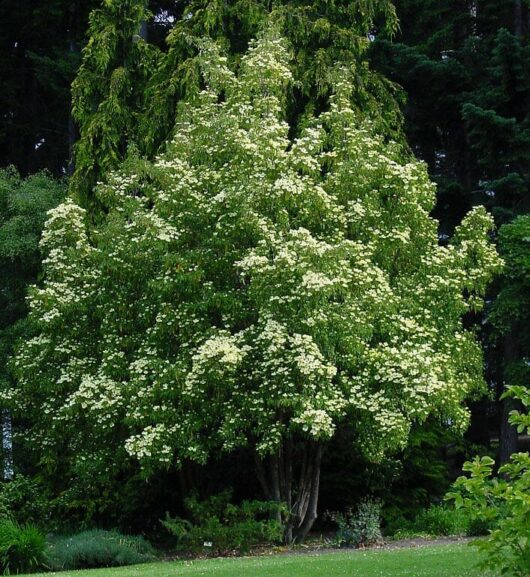 A large Cornus capitata 'Himalayan' Dogwood, with numerous small white flowers in full bloom, stands in a grassy area, surrounded by lush greenery and taller trees in the background.