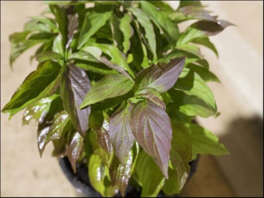 Potted plant with glossy green and purple leaves, perfect for adding a touch of nature indoors. If you're looking for something similar, consider the Cornus 'Dwarf Dogwood', known for its vibrant hues and compact size—ideal for both décor and SEO keywords targeting plant enthusiasts.