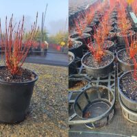 Two images side by side: the left showcases a Cornus 'Dwarf Dogwood' 8" Pot with a single plant, characterized by its red stems in an outdoor setting. The right displays multiple similar Dwarf Dogwood plants arranged meticulously in rows within a greenhouse.
