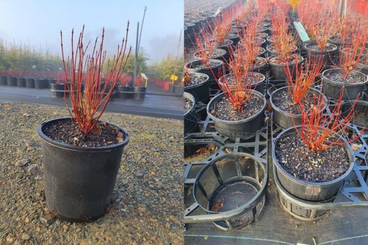 Two images side by side: the left showcases a Cornus 'Dwarf Dogwood' 8" Pot with a single plant, characterized by its red stems in an outdoor setting. The right displays multiple similar Dwarf Dogwood plants arranged meticulously in rows within a greenhouse.