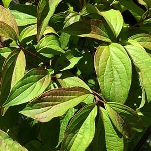 Close-up of fresh green Cornus 'Dwarf Dogwood' leaves with prominent veins under sunlight, highlighting their vibrant colors and textures.
