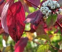Close-up of a Cornus 'Red Stem Dogwood' 8" Pot, showcasing vibrant red leaves and a cluster of small, white berries against a green and slightly blurred background.