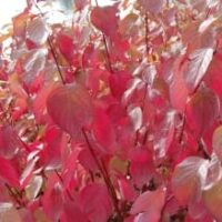 A close-up view of bright red and pink leaves in sunlight, showcasing the vibrant hues of Cornus 'Red Stem Dogwood' 8" Pot thriving in an 8" pot.