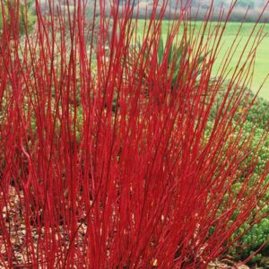 The tall, thin, bright red stems of a Cornus 'Red Stem Dogwood' 8" Pot stand out against green foliage and a grassy background, adding striking contrast to the garden. This beautiful plant comes in an 8" pot, making it a perfect addition to any landscape.