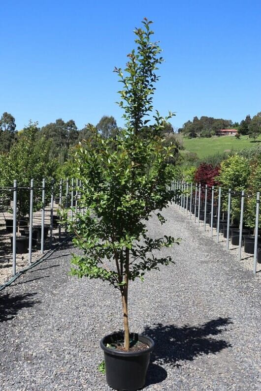 Lagerstroemia 'Tonto' Crepe Myrtle 16" Pot