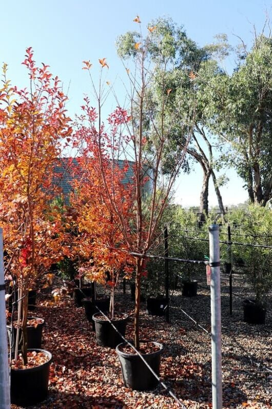 Nursery with young trees in black pots, featuring a vibrant Lagerstroemia 'Tonto' Crepe Myrtle 16" Pot in the foreground, under a sunny blue sky.