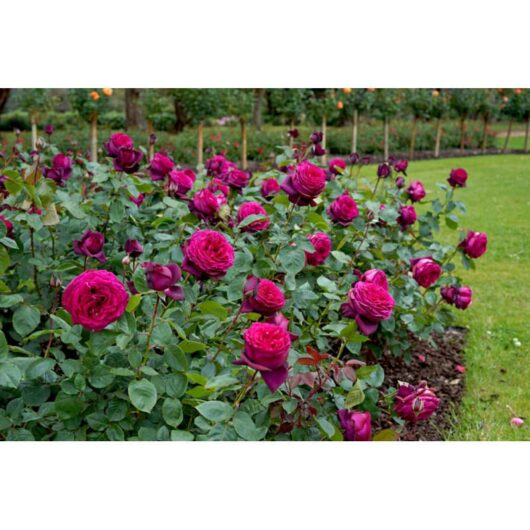 Dark Desire roses blooming on a 3ft Standard in a well-maintained garden with lush green foliage.