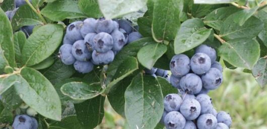 Clusters of ripe blueberries on the Vaccinium 'Denise' Blueberry 6" Pot bush with green leaves.