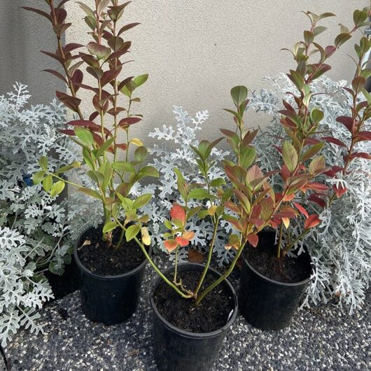 Three Vaccinium 'Denise' Blueberry 6" Pots with reddish-green leaves flanked by silvery white foliage, arranged on a pebbly surface against a gray wall.