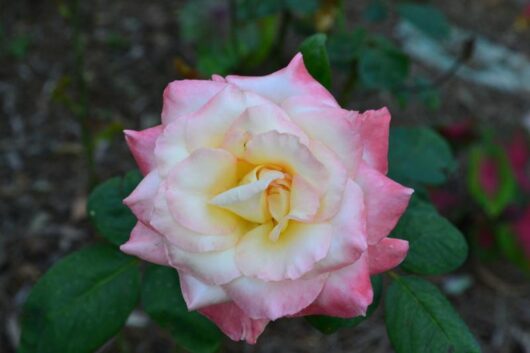 Close-up of a blooming Rose 'Diana Princess of Wales' with green leaves in the background.