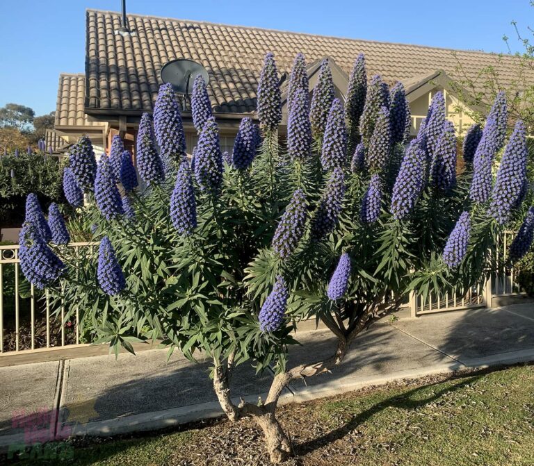 Echium 'Pride Of Madeira' 6'' Pot Hello Hello Plants & Garden Supplies