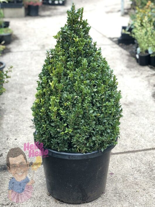 A potted Buxus 'English Box' Topiary Cone 16" Pot displayed outdoors at a garden center.
