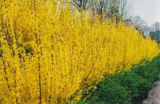 A dense row of bright yellow Forsythia 'Lynwood Gold' 8" Pot flowering bushes runs alongside a path, with green shrubbery in the foreground and bare trees in the background.