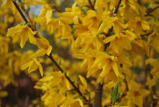 Close-up of a Forsythia branch covered with numerous bright yellow blooming flowers, set against a blurred background of more yellow flowers and greenery, showcasing the radiant Forsythia 'Lynwood Gold' 8" Pot variety.