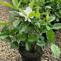 Gardenia magnifica 8inch