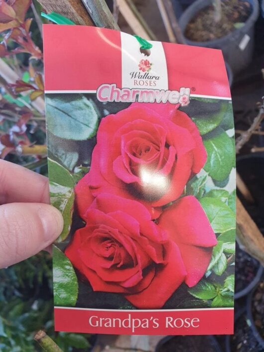 Close-up of a person's hand holding a plant label with "Rose 'Grandpa's'" text, featuring two red roses and the brand name, Charmant, set against lush foliage in the background.