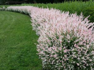 A neatly trimmed Salix 'Hakuro Nishiki' Variegated Willow 8" Pot with pink and white leaves lines a grassy lawn, curving gently to the left.