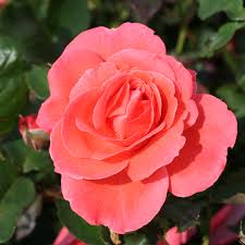 A vibrant pink Rose 'Happy Anniversary' Bush Form in full bloom, with petals delicately layered, set against a backdrop of green leaves.