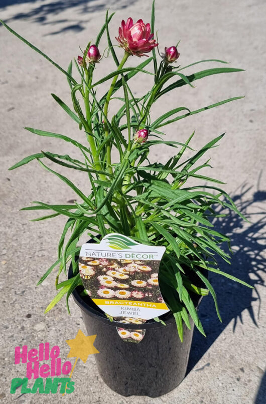 Bracteantha 'Kimba Jewel' Native Paper Daisy 6" Pot