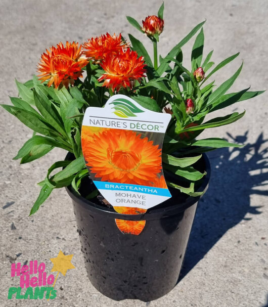 Bracteantha 'Mohave Orange' Native Paper Daisy 6" Pot