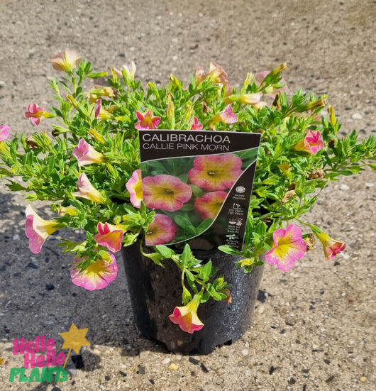 Calibrachoa 'Pink Yellow' 6" Pot