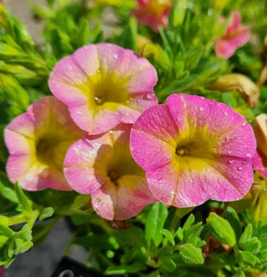 Calibrachoa 'Pink Yellow' 6" Pot