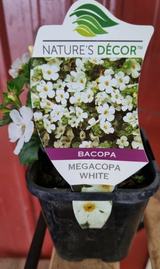 Bacopa White 4" Pot