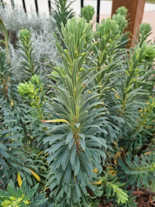 Euphorbia 'Wulfenii'
