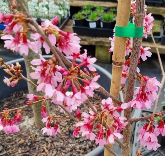 Prunus 'Okame flowering Cherry'