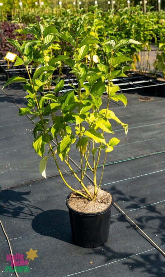 Hello Hello Plants Nursery melbourne Victoria Australia Cornus stolonifera Flaviramea Yellow Stem Dogwood Stem 8in Pot