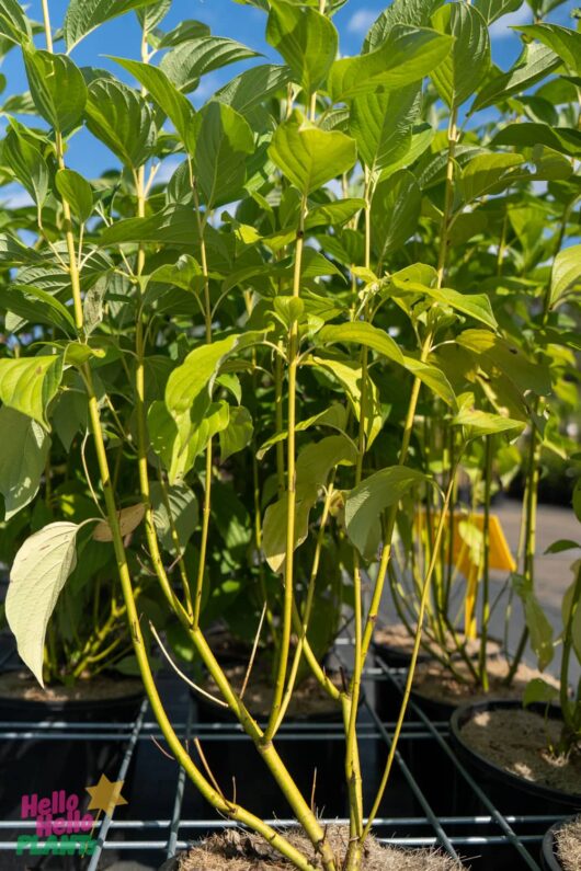 Hello Hello Plants Nursery Melbourne Victoria Australia 'Cornus stolonifera Flaviramea Yellow Stem Dogwood Stem 8in Pot