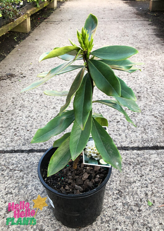 Daphne odora 'White' 8" Pot Growers Flash Sale!