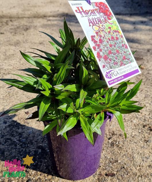 Hello Hello Plants Dianthus ‘Heart Attack’ 6″ Pot