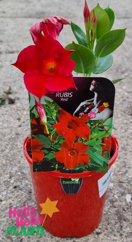 Mandevilla 'Jade Red'