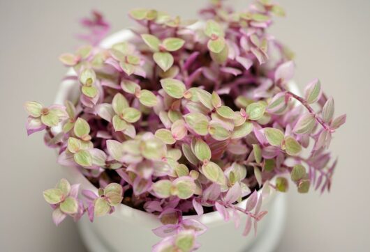 Callisia 'Pink Panther'