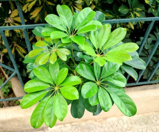 Schefflera arboricola 'Dwarf Umbrella Plant' - Hello Hello Plants