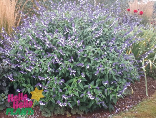 Salvia 'Waverly' Sage
