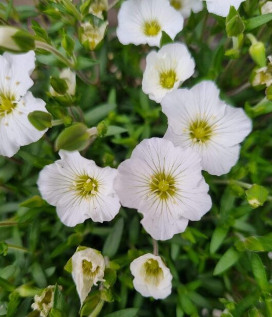 Arenaria 'Mountain Sandwort'