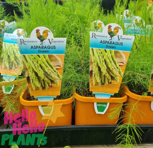 Asparagus 4" Pot