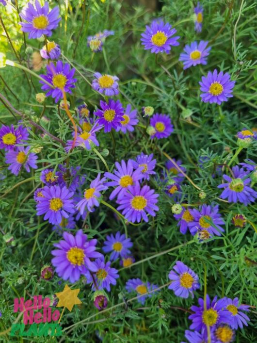 Brachyscome 'Cut-Leaf Daisy Purple' 3" Pot
