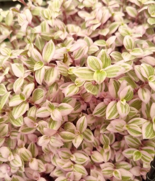 Callisia 'Pink Panther'