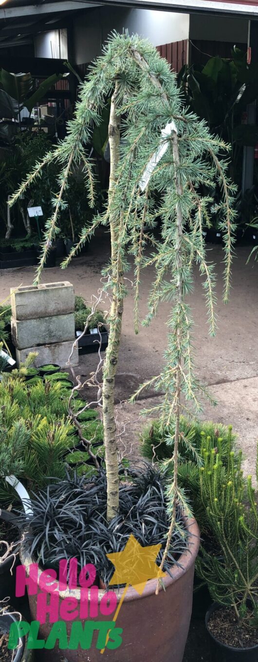 Cedrus 'Blue Cedar' Weeping 8" Pot