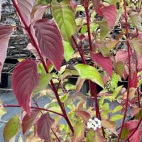 Cornus 'Red Stem Dogwood'