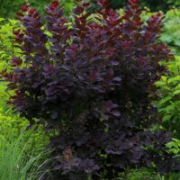 The Cotinus 'Royal Purple' Smoke Bush features dense, dark purple leaves and reddish new growth, making it a striking highlight among green foliage in the garden.