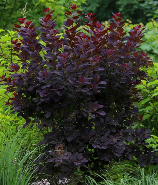 Cotinus 'Royal Purple' Smoke Bush