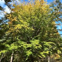 A Parrotia 'Persian Witchhazel' tree with dense green foliage and some yellowing leaves stands in a grassy area beneath a bright blue sky.