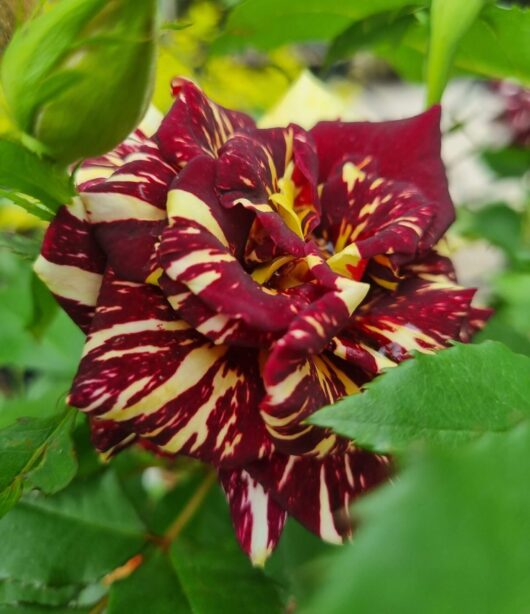 Rose 'Abracadabra'